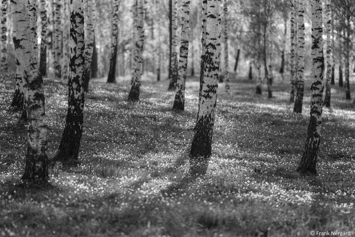 AgfaPhoto APX 100