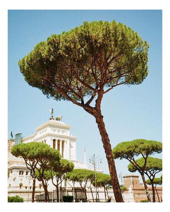 Roma Stone Pine | Fuji DL250 | Gold 200