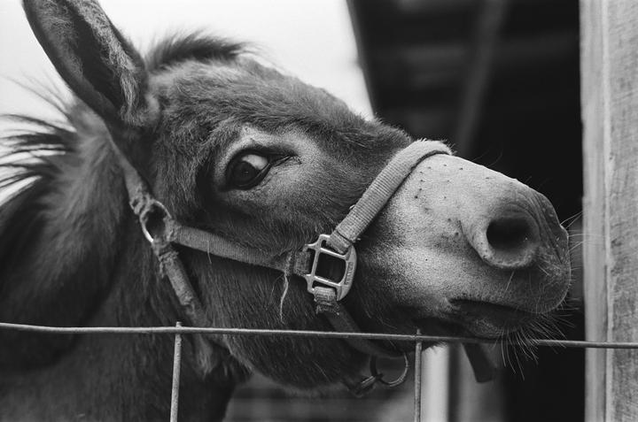 Ass (Leica M7, 50mm, Tri-X)