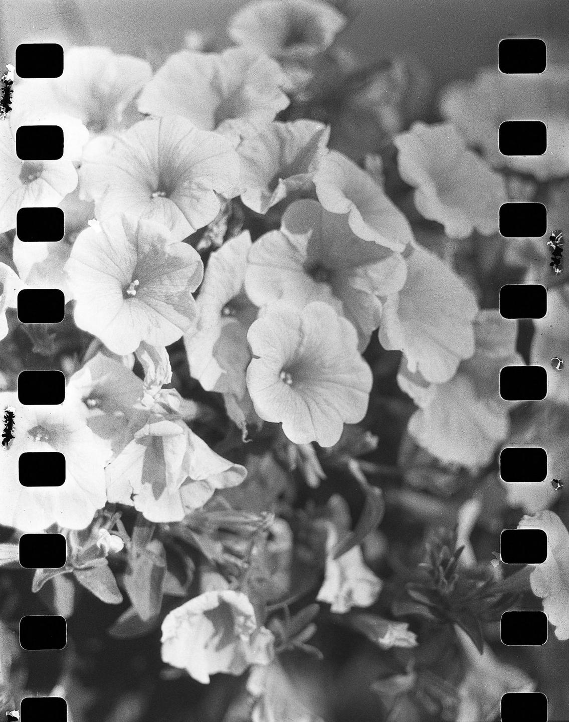 image 34238 by Mrlegitimate