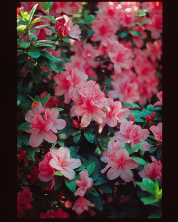 🌸🌸🌸 // Kodak Ektar 100 // Olympus OM-1n // Zuiko 50mm f/1.8