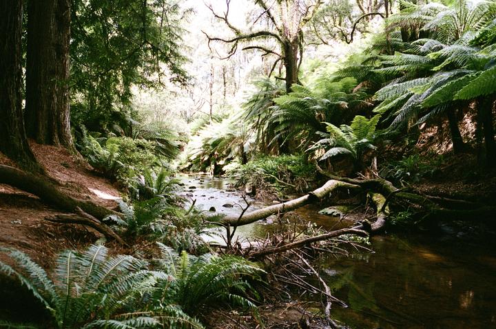Australian Redwoods-Contax G1-28mm f2.8-Ektar 100