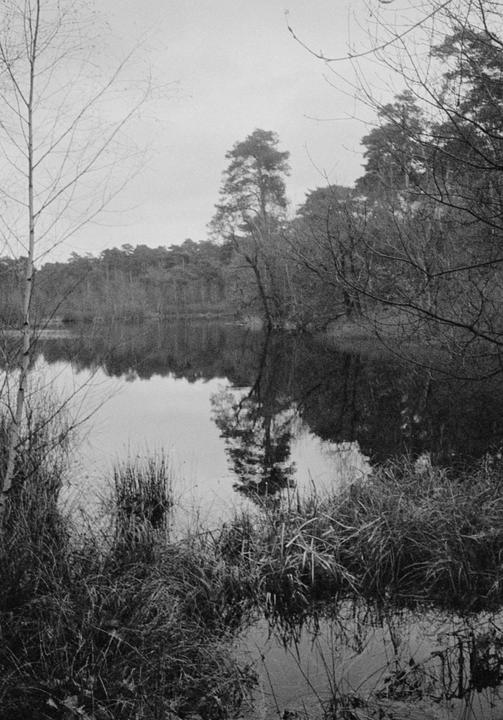 A body of water reflects trees and a cloudy sky, with tall grass and bare branches in the foreground.