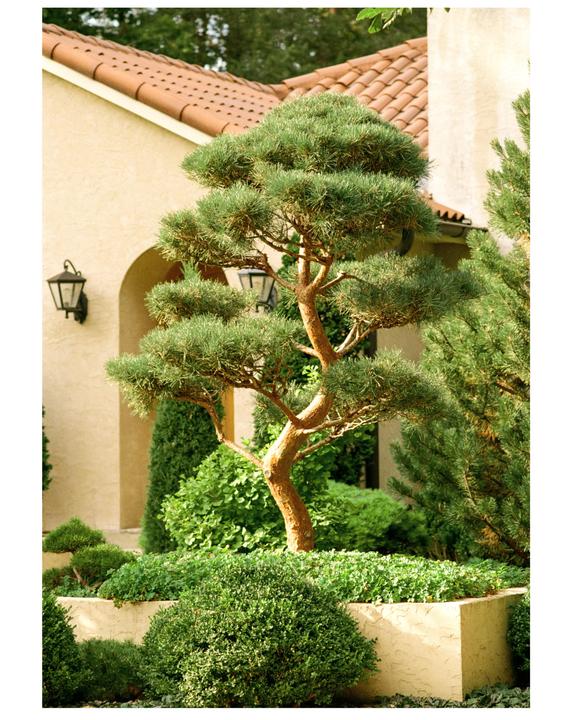 Japanese Pine | Canon F1-n | Fd 135mm f/2.8 | ColorPlus 200