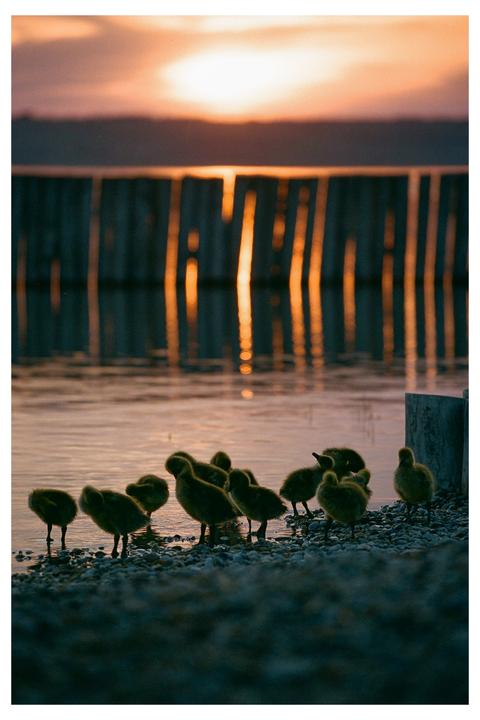 At sunset, I had a very special encounter with 14 goslings and their parents. [Nikon F100, Portra 400]