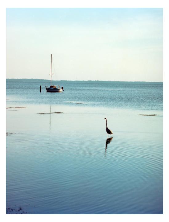 No ‘Egrets [Mamiya 645, 105-210mm f/4.5 ULD, Portra 400]